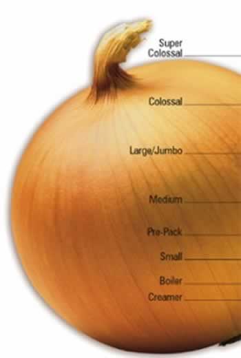 Sweet Onion Sizing Illustration